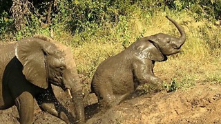 Tenacious Baby Elephant Shows Determination To Escape Muddy Riverbank