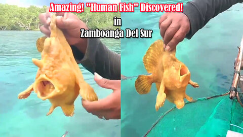 Amazing "Human Fish" Discovered! Color Gold Fish that Seems to have Feet & Hands Caught in Zamboanga