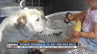 Las Vegas woman searches for dog she fears was stolen