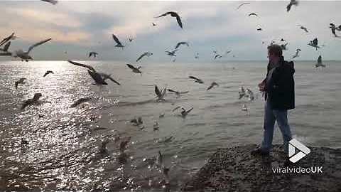 Feeding seagulls in slow motion || Viral Video UK