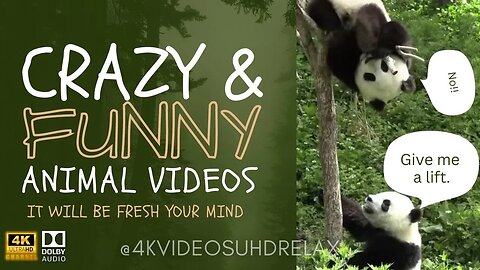 Best Crazy And Funny Animals Videos - funniest animals - best of the 2023 funny animal videos #413