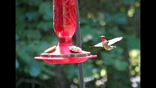 Songbirds of Summer 2