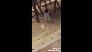 Cat doing a funny jump