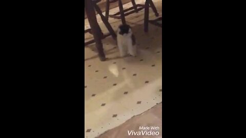 Cat doing a funny jump