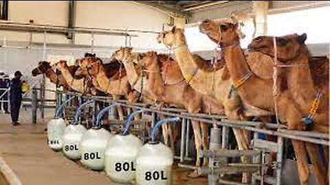 Automatic Camel Milking Technology - Modern Camel Farming - Amazing Camel Milk Product