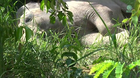 Elephant Kaavan First Time Sleep In The Jungle - ElephantNews
