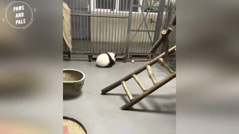 Funny baby pandas | Baby panda falling