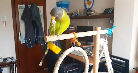 Clever parrot finds a sophisticated way to reach his toy