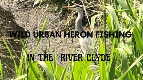 👀River Clyde Wild Urban Heron On The Hunt Fishing For Small Fish