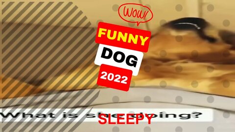 🤣Funny Dogs Sleepy 2022 Video Clips #shorts