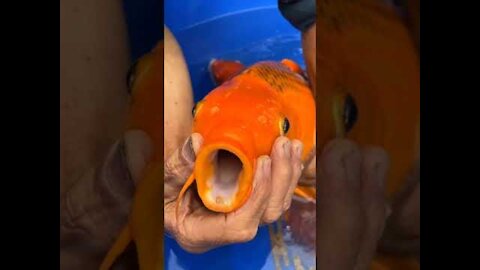 Wow super beautiful goldfish in tank | Beautiful Freshwater Fish