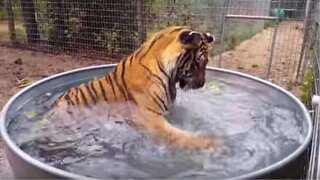 Tiger leker med vattenmelon i en pool