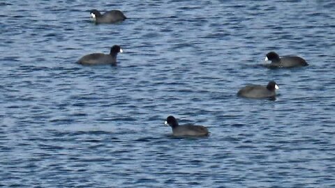 The American Coot