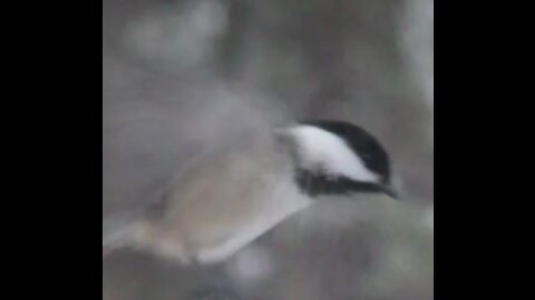 Chickadee Blown by the Winds 3485