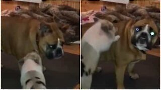 Bulldog infastidito dalla nuova amica, una maialina!