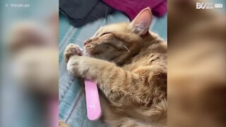 Kat forelsker sig i ejerens neglefil