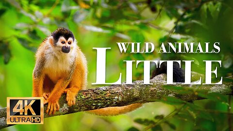 маленькие животные 4k - Замечательный фильм о дикой природе с успокаивающей музыкой