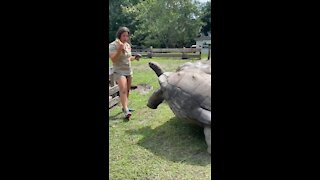 Feeding Giant Aldabra Tortoise 🐢