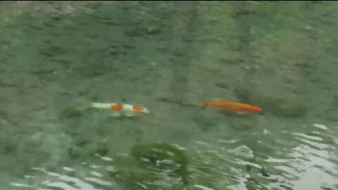 Two cute little fish swimming in the fresh water