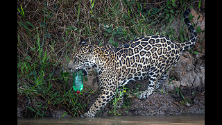 Photographer Captures Wild Jaguar Playing With Discarded Plastic Bottle