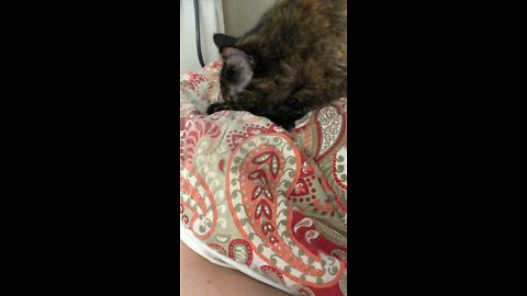 Tortie Kitten Suckles Blanket