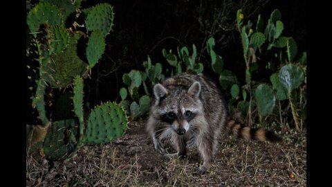 LIVE NIGHT CAM - Possible raccoon will arrive.