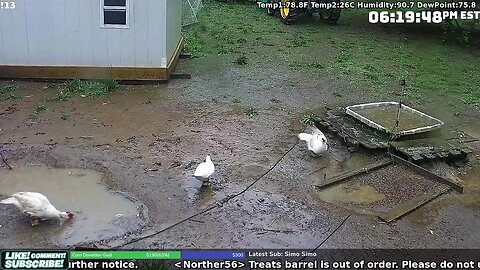 The Internet's Gander, Duck and Chicken Cam! Live 24/7!