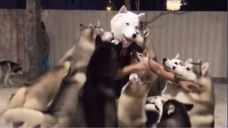 Un gruppo di husky saluta il loro proprietario
