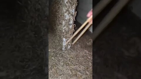 Man finds thousands of scorpions in an abandoned house