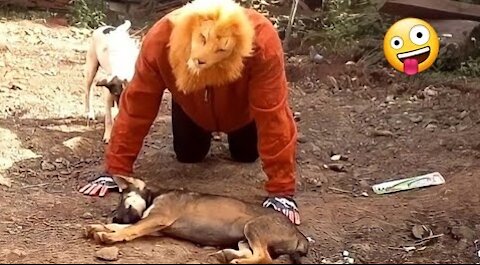 Fake Lion And Fake Tiger Prank To Dog Huge Box Prank.Troll Video