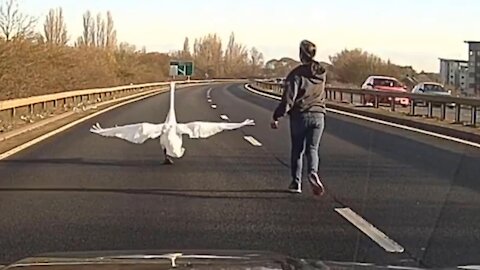 Peterborough Driving Bad Traffic Jam Saving a Swan 2021.03.09 — PETERBOROUGH, UK