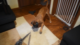 Lara the boxer dog vs. vacuum cleaner