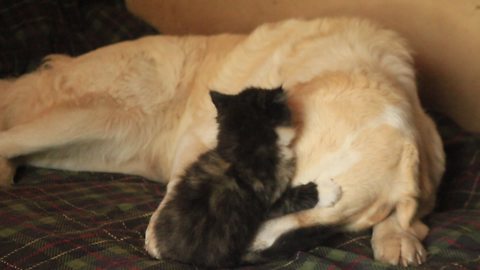 Fearless kitten plays with livestock guard dog