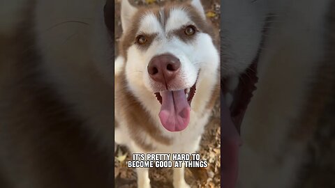 My husky mastered these 2 things…