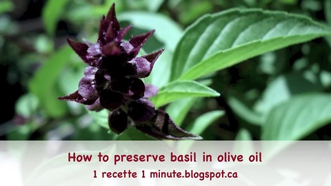 How to preserve basil in olive oil