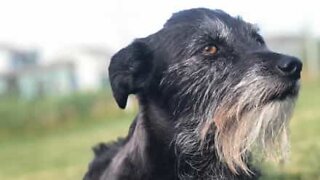 Dog howls along to Shakira song