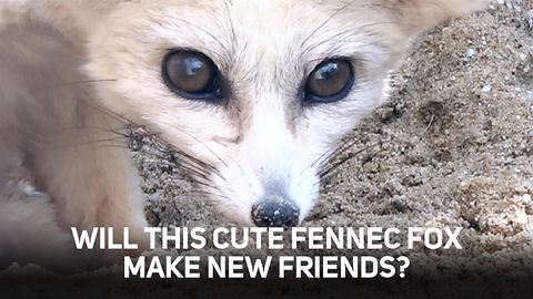 Can these petrified Fennec Foxes ever make new friends?