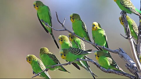 Budgerigar flocks