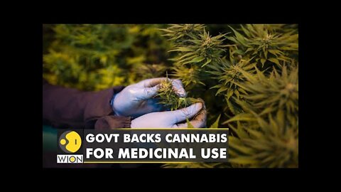 South Africa's first legal cannabis pharmacy: Govt backs cannabis for medicinal use
