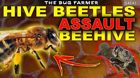 Hive Beetles ASSAULT the Coast Guard | BEETLEGEDDON 2023 | #beekeeping