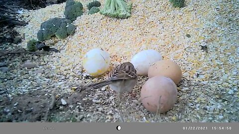 Finch🐦 with chicken 🥚 egg size comparison #cute #funny #animal #nature #wildlife #trailcam #farm