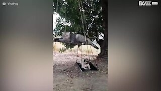 Ces animaux aiment se détendre sur des hamacs