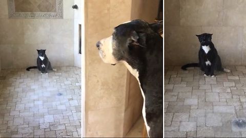 Patient Great Dane Waits For The Cat To Take A Shower