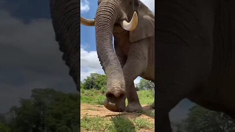 🐘hathi raja | hathi raja kahan chale🐘#trending #viral #viralsorts #shortfeed #tiktok #sorts #money