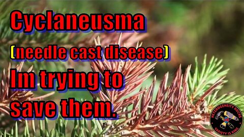 Cyclaneusma needle cast disease | I'm trying to save my trees. #forest #disease