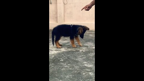 German Shepherd puppy learns sit and hello commands
