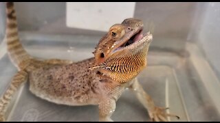 Bearded dragon realizes she fell asleep in her bath water