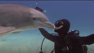 Affectionate dolphin kisses divers on the lips