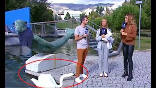 Apresentador da RTP foi mordido por cisne em direto