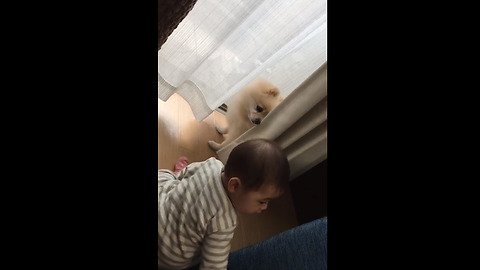 Baby plays adorable game of hide-and-seek with doggy